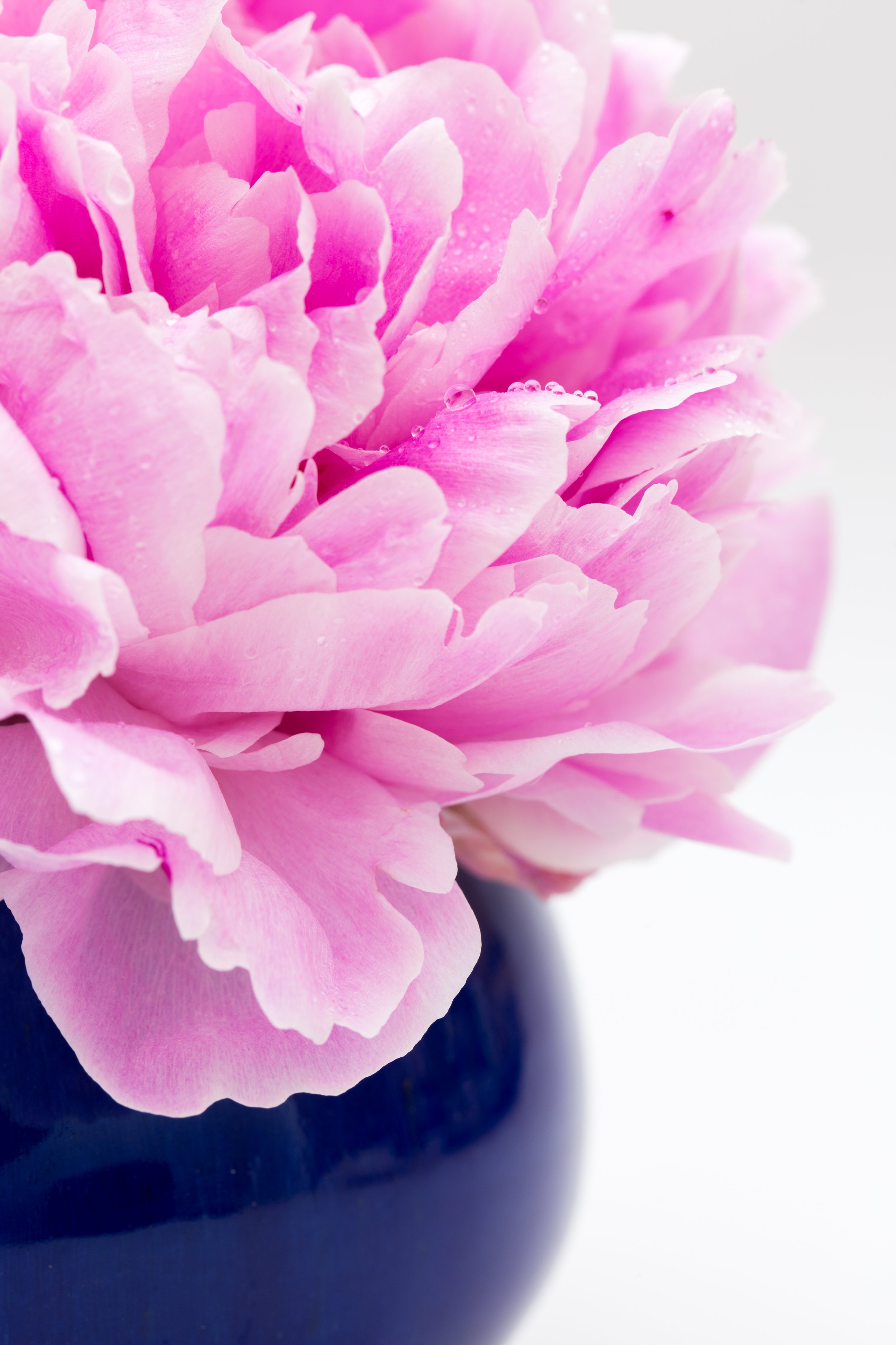 TJP_Peonies_050516_528.jpg