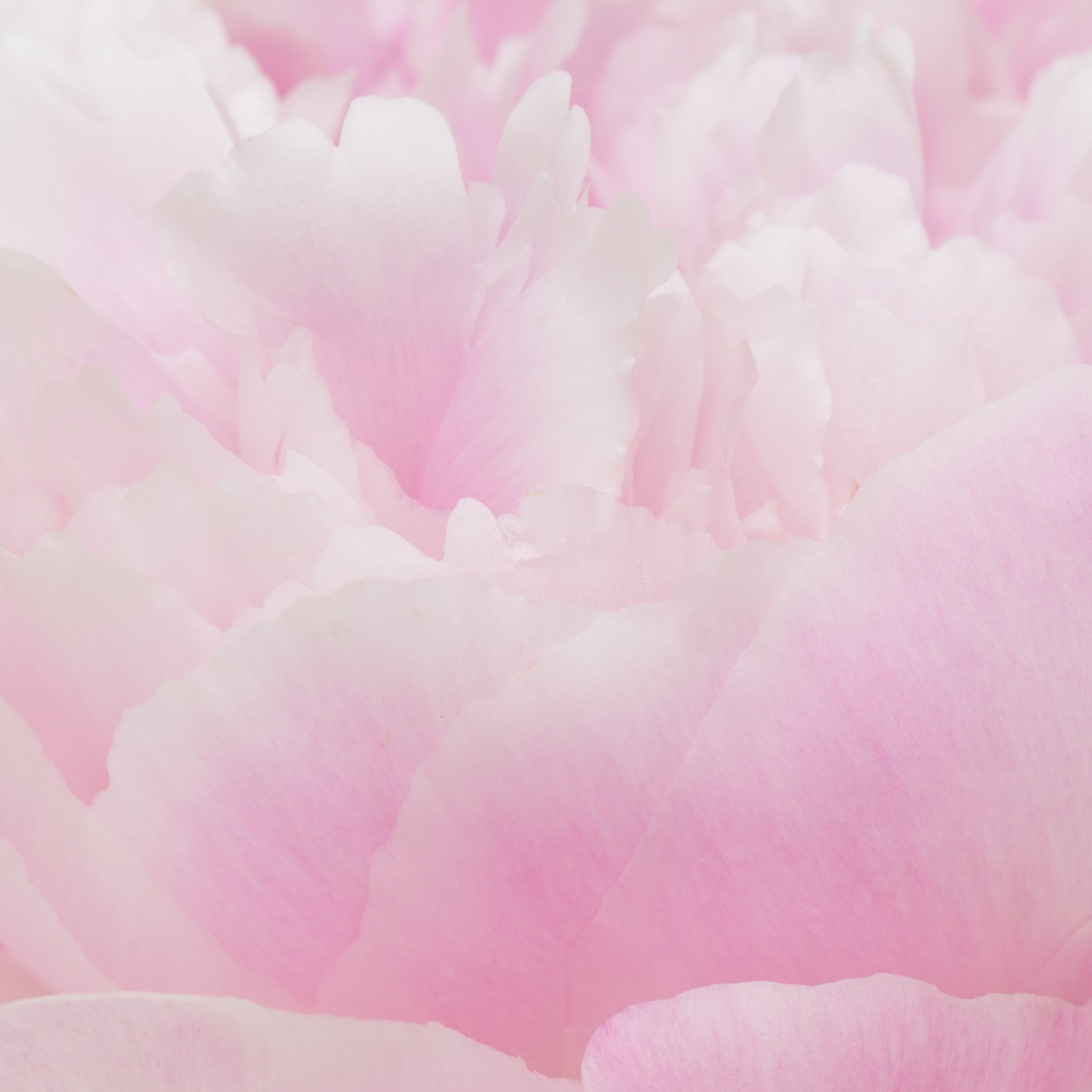 TJP_Peonies_050516_453.jpg
