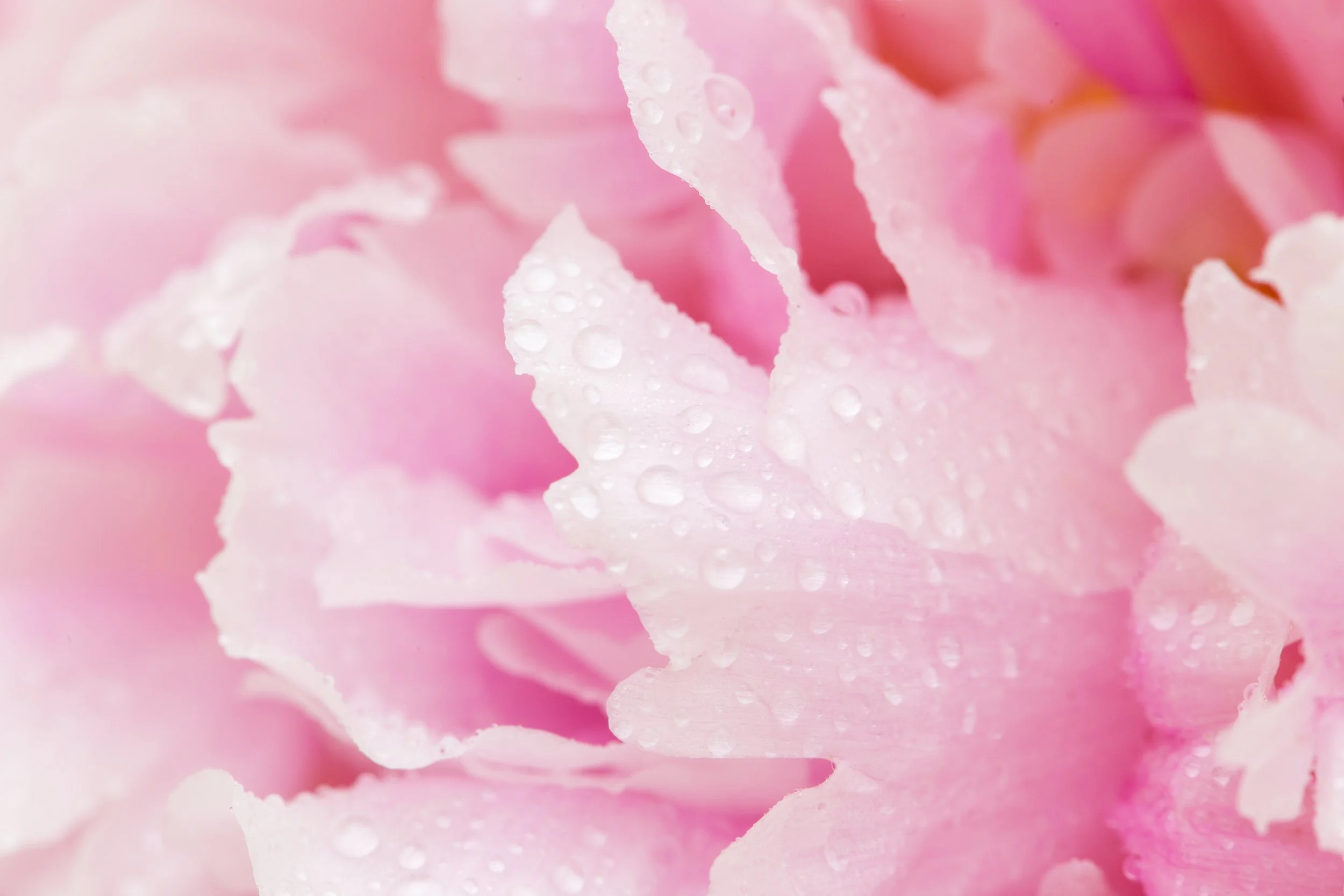 TJP_Peonies_050516_462.jpg