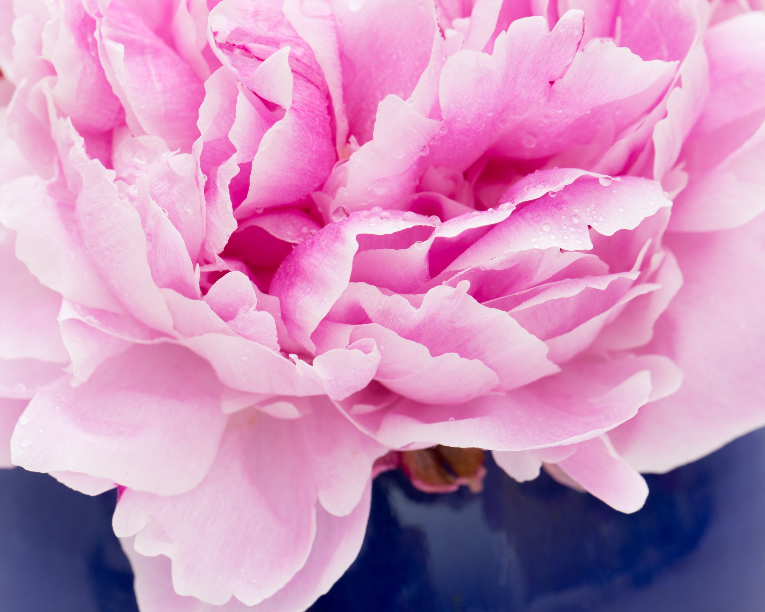 TJP_Peonies_050516_525.jpg
