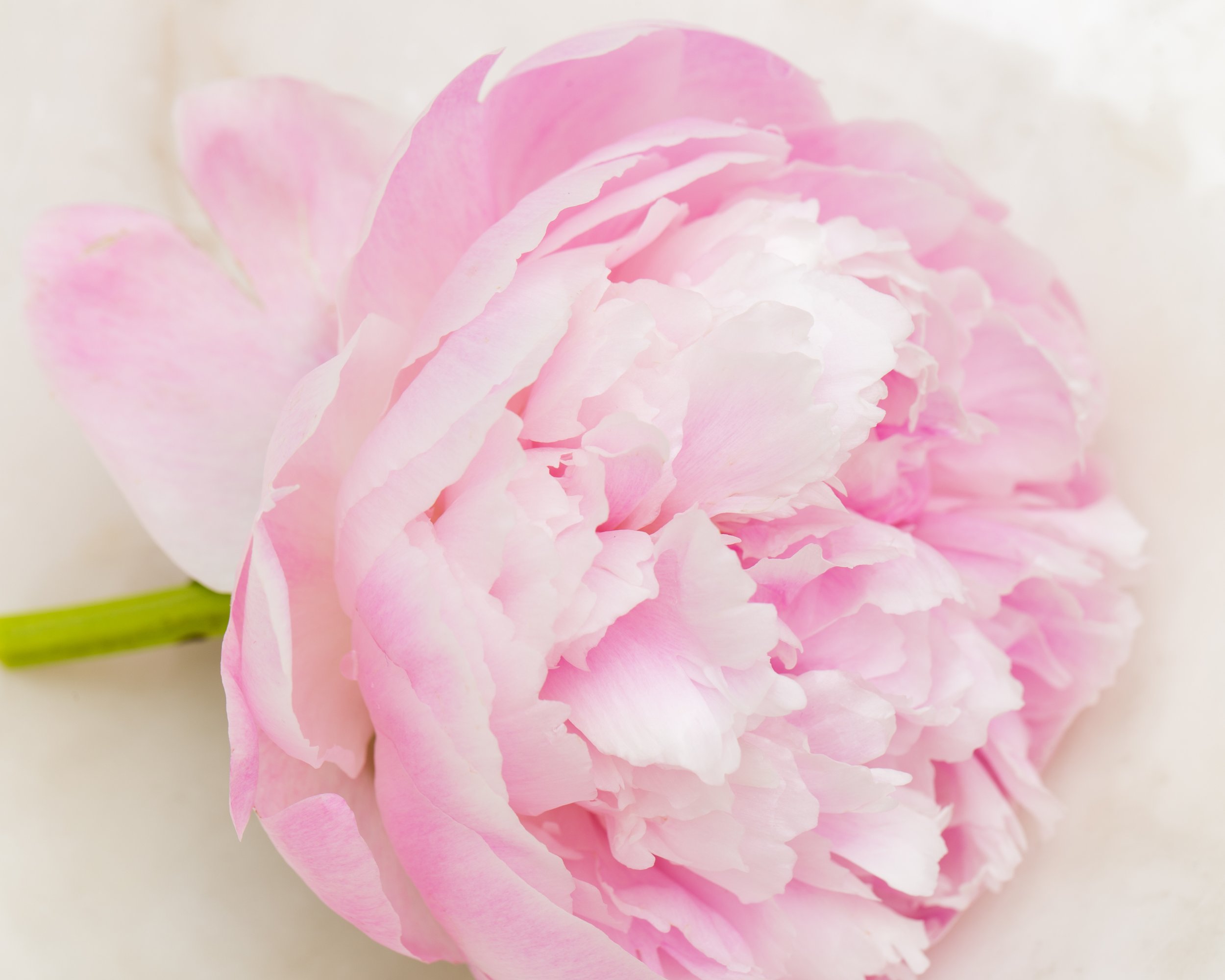 TJP_Peonies_050516_454.jpg