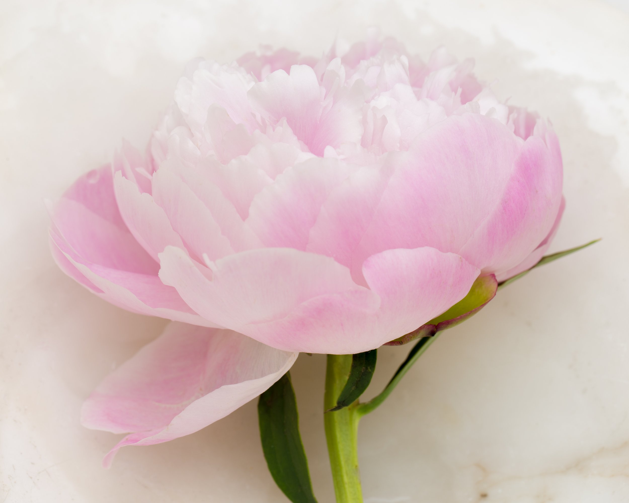 TJP_Peonies_050516_445.jpg