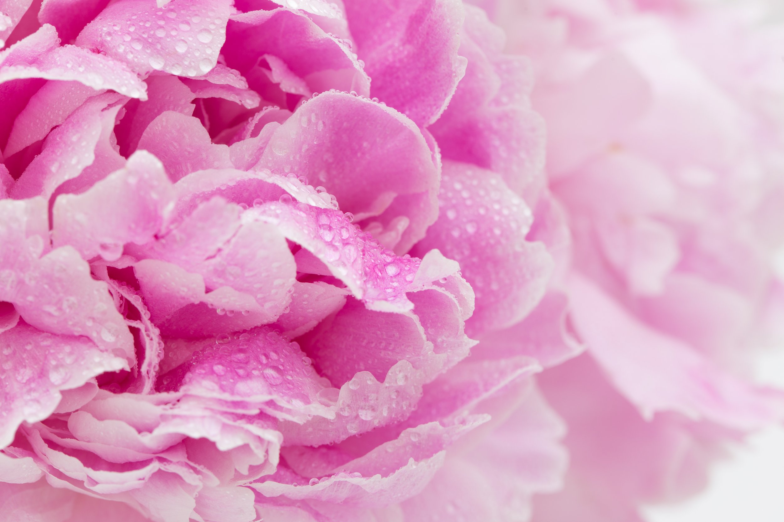 TJP_Peonies_050516_511.jpg