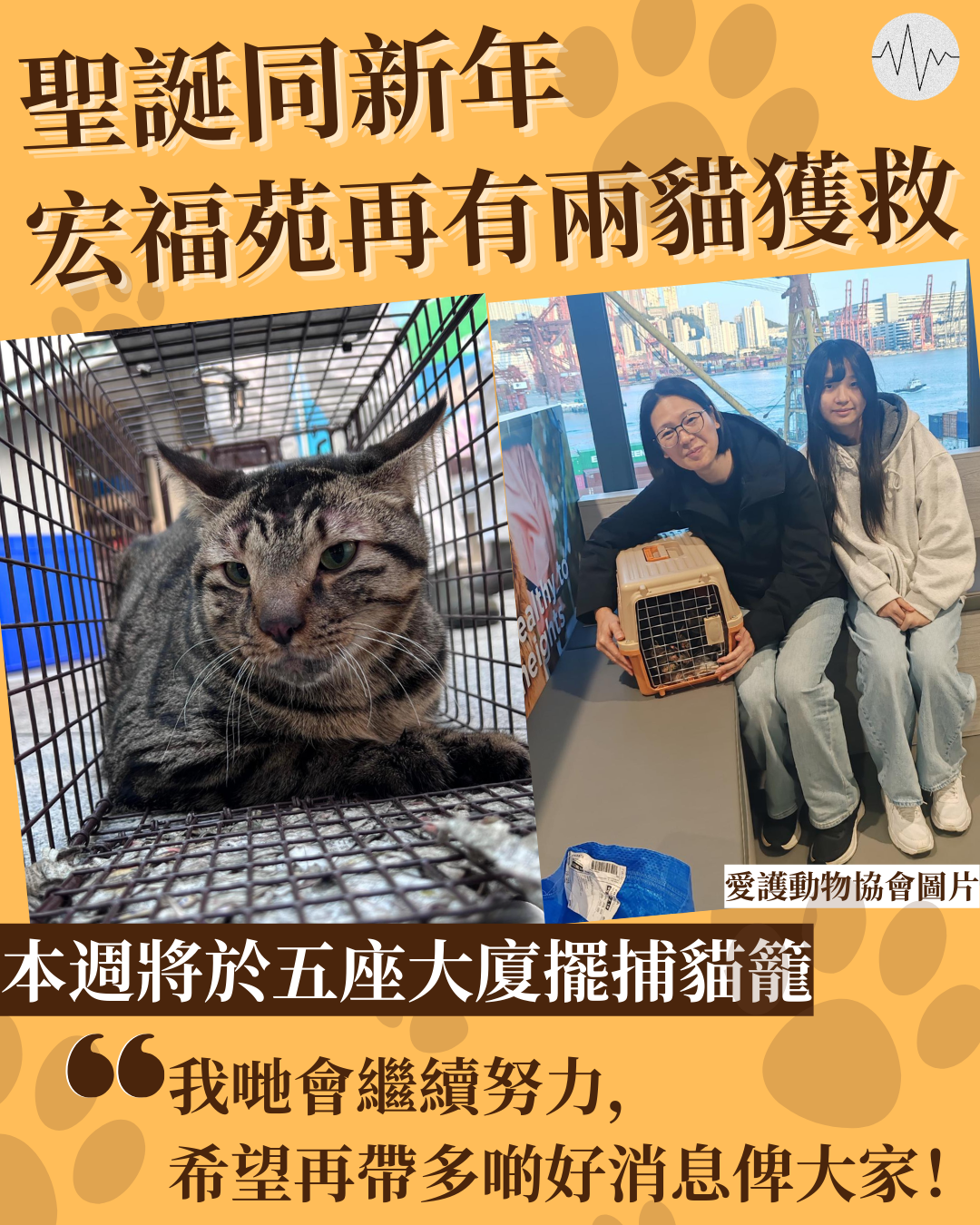 宏福苑兩貓隻奇蹟獲救&nbsp;&nbsp;本周再於五座大廈擺捕貓籠