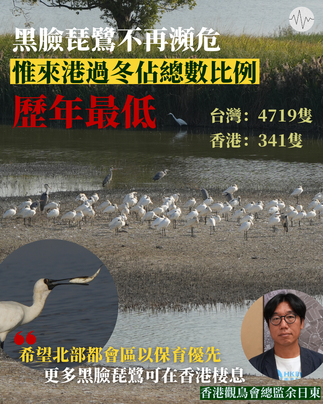 黑臉琵鷺不再瀕危  惟來港過冬佔總數比例歷年最低