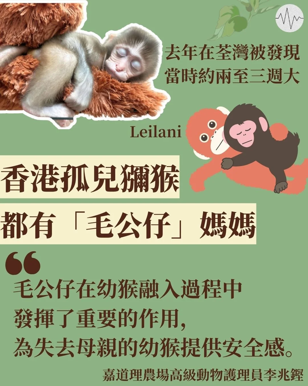 香港孤兒獼猴 都有「毛公仔」媽媽