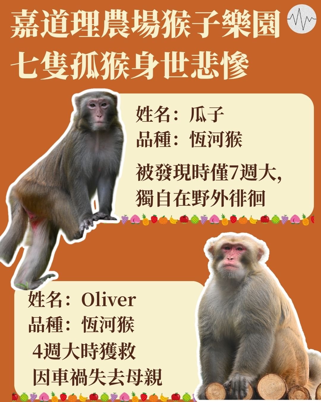 嘉道理農場猴子樂園 七隻孤猴身世悲慘