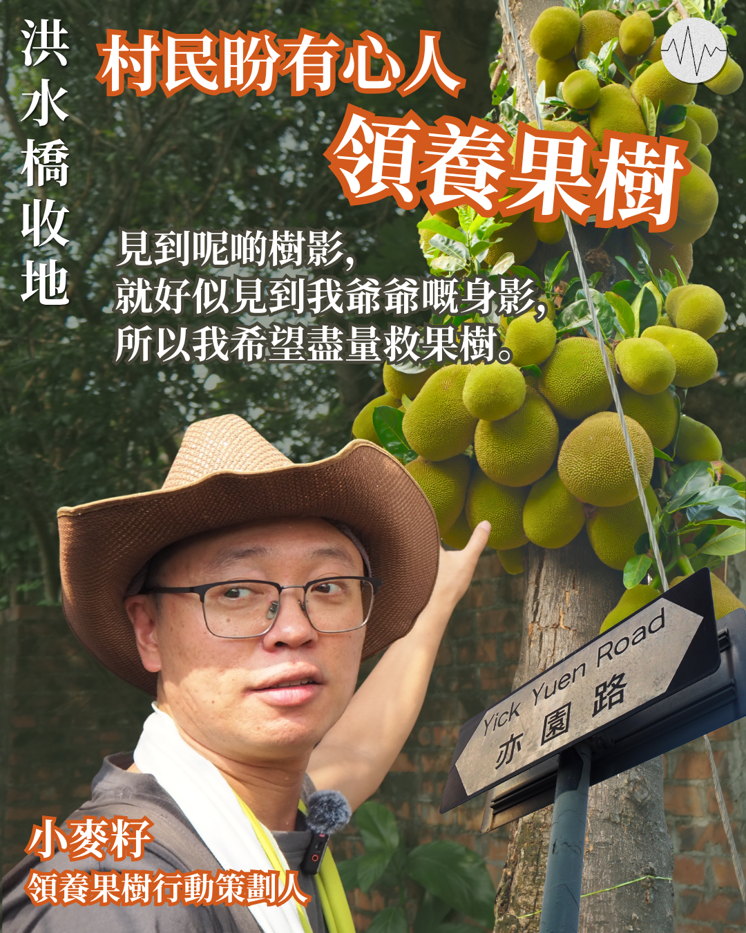 洪水橋收地在即 村民盼有心人領養果樹