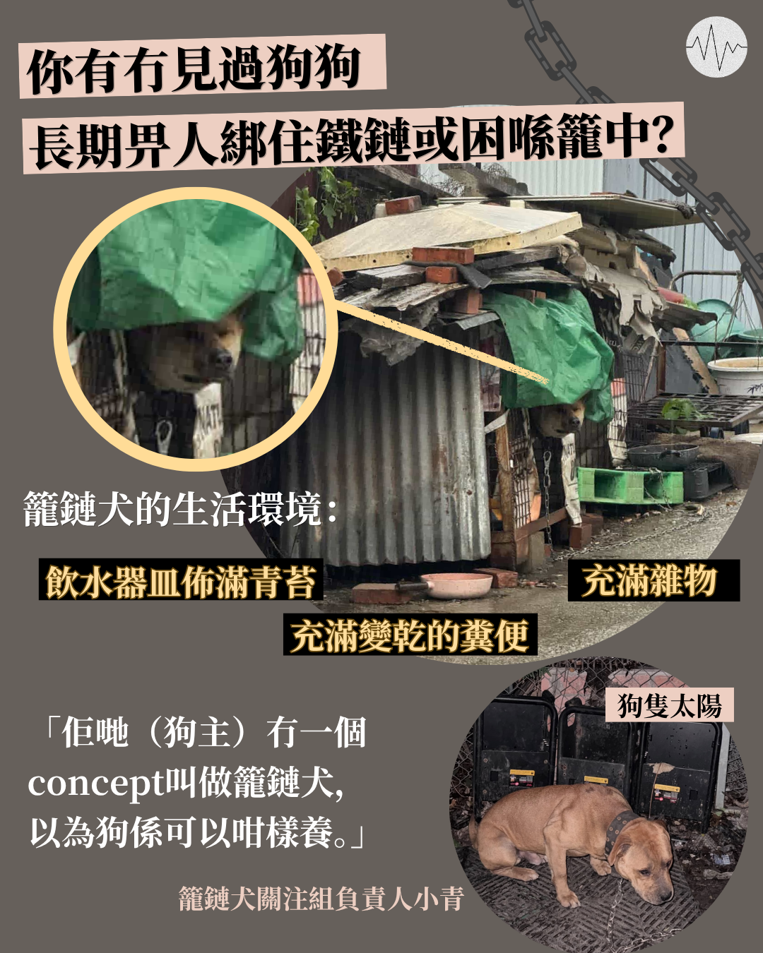 組織關注長期被捆籠鏈犬 一星期收1-2宗求助
