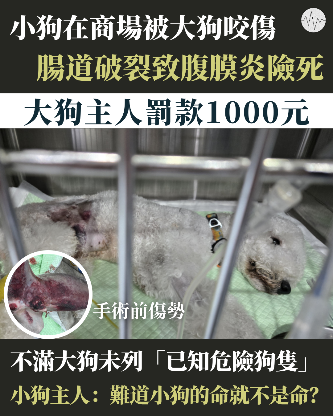 小狗在商場被大狗咬傷 腸度破裂致腹膜炎險死 大狗主人罰款1000元