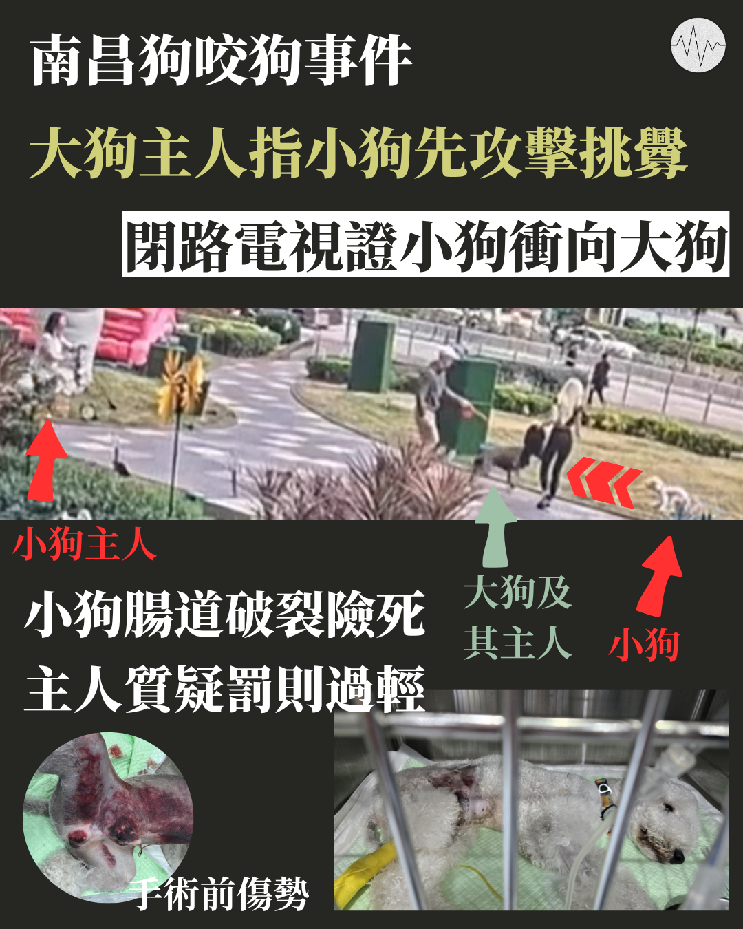 南昌狗咬狗事件 大狗主人指小狗先攻擊挑釁 閉路電視證小狗衝向大狗