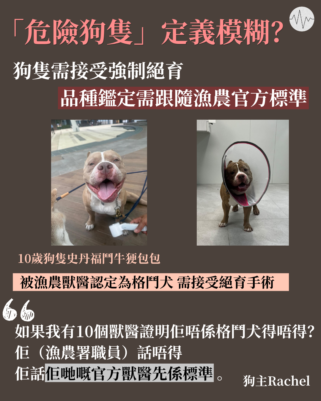 「危險狗隻」定義模糊？狗主Rachel質疑「亂加狗種」