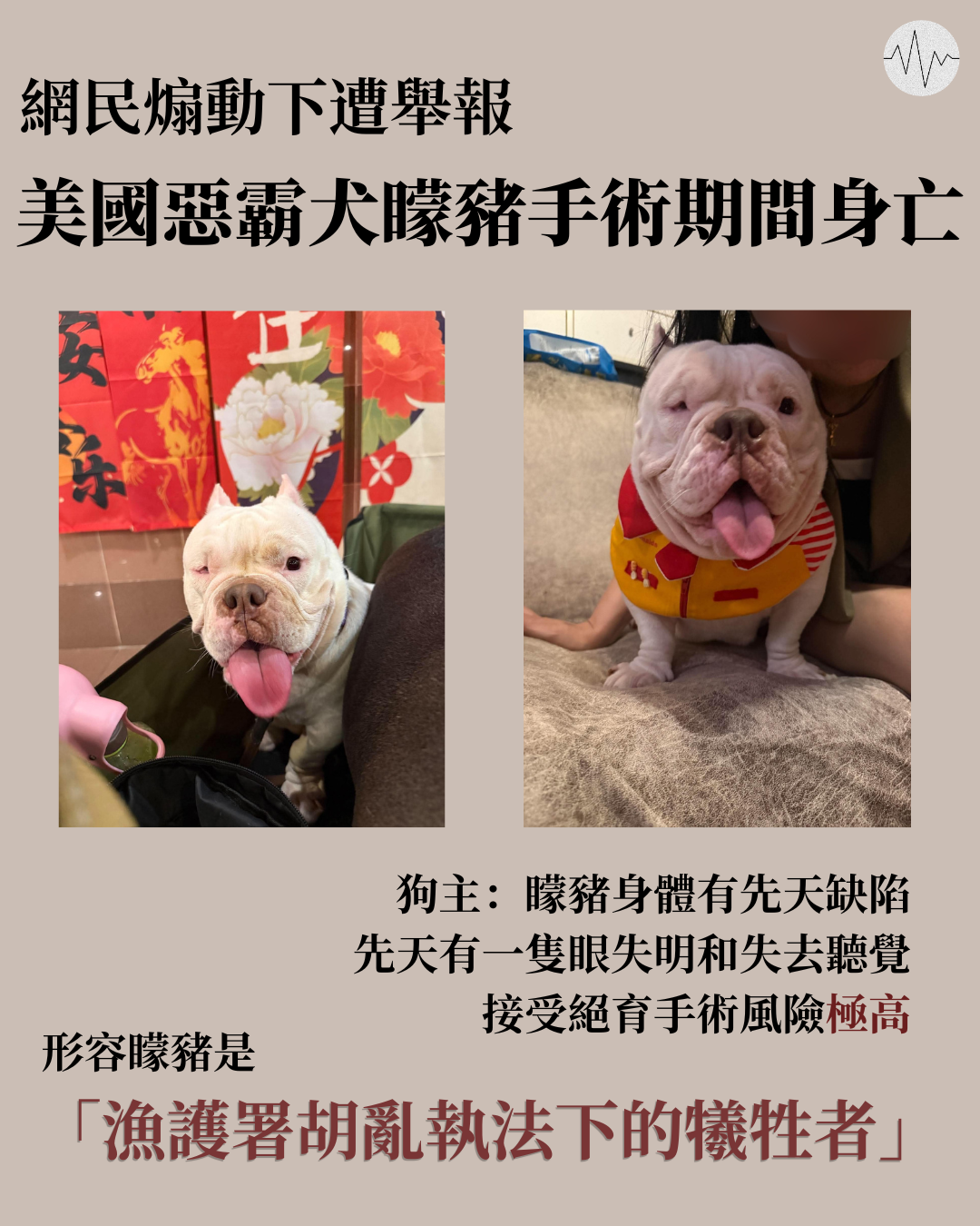 網民煽動下遭舉報 美國惡霸犬矇豬絕育手術期間身亡