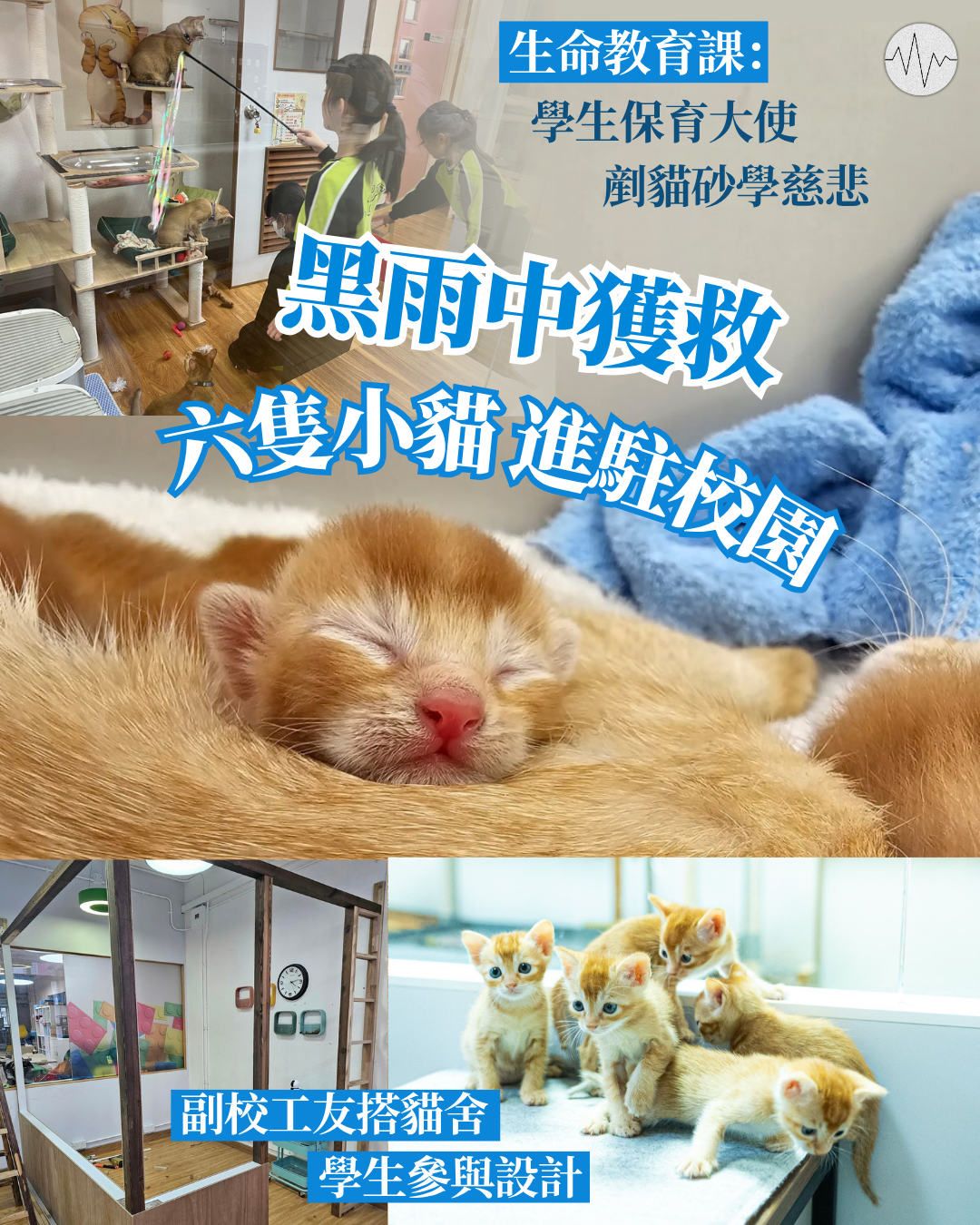 黑雨中獲救 六隻小貓進駐校園