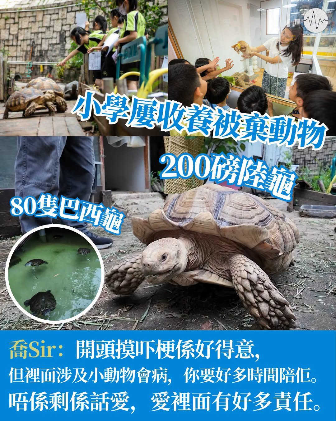 小學屢收養被棄動物 200磅陸龜、80隻巴西龜