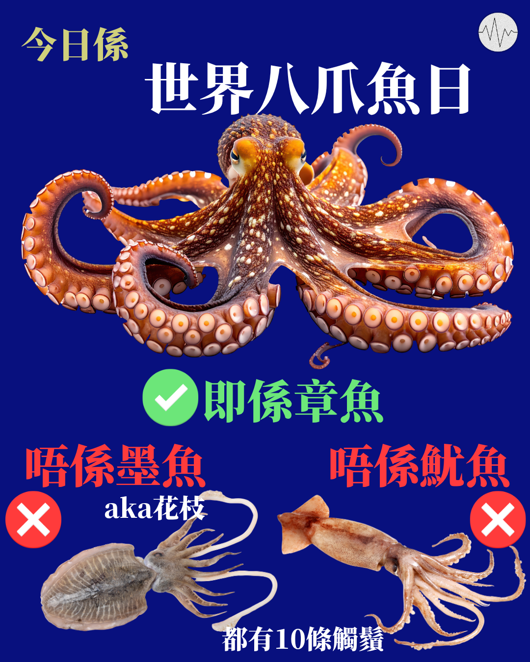 今日係世界八爪魚日！八爪魚即係章魚，唔係墨魚都唔係魷魚！
