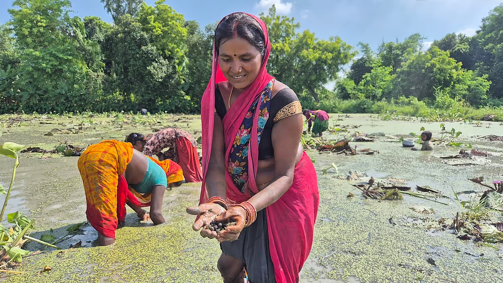 Blaue Wirtschaft: Stärkung von Frauen durch Makhana-Anbau und Renaturierung von Feuchtgebieten in Bihar, Indien