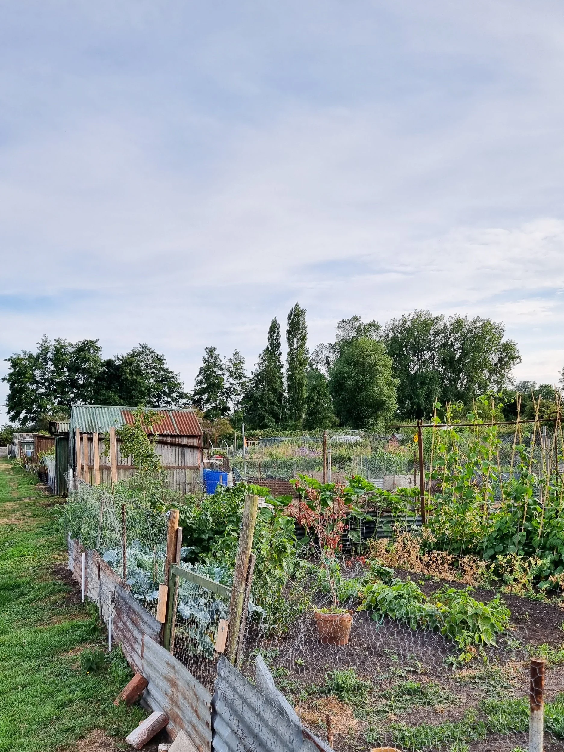 Currugated metal, handmade sheds and chickenwire fences in an allotment.