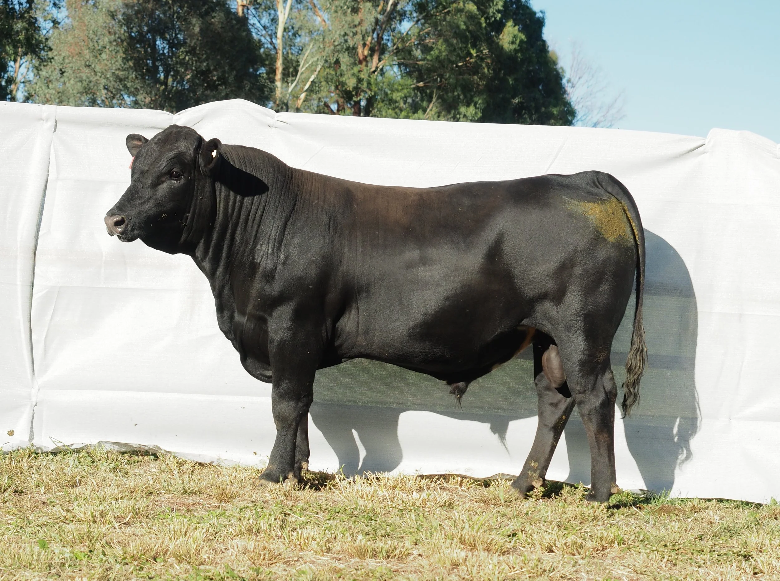 Inaugural Santa X Bull Sale