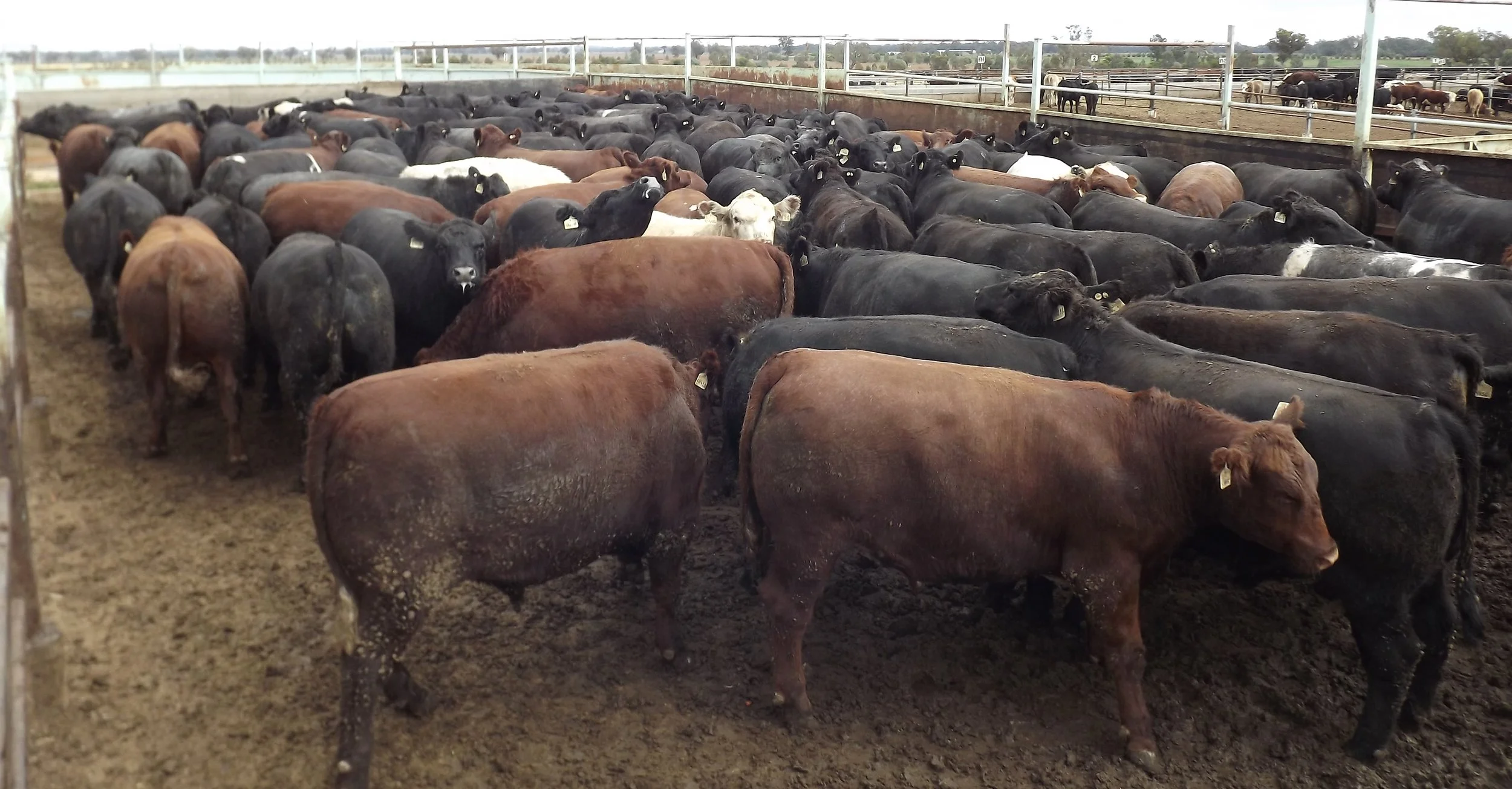 What is the advantage of Hybrid Vigour/Crossbreeding — BlueE