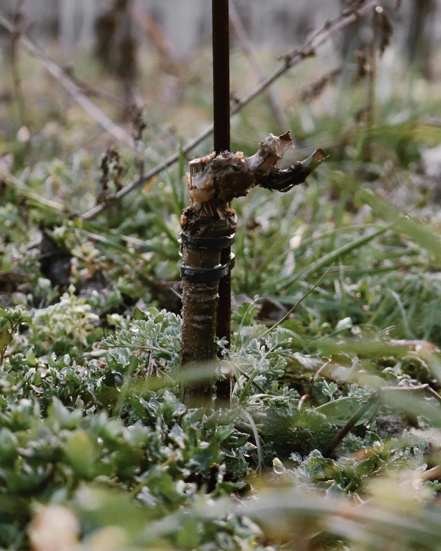 Aspettando qualche goccia di pioggia.. 🌧 

nel mentre cerchiamo di bagnare il terreno, ove possibile, in prossimit&agrave; delle nostre piccole barbatelle che stanno soffrendo molto la siccit&agrave;.

#ClimateChangeIsReal
#LonatiWinery