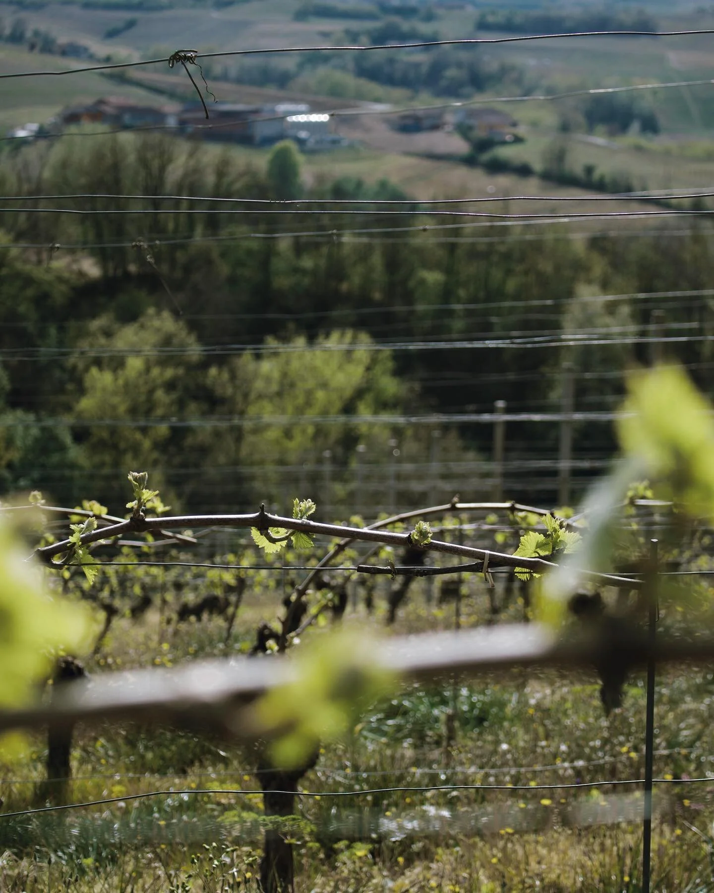 Un ciclo che ricomincia, si ripete, mai fallisce, sempre meraviglia. 

#LonatiWinery