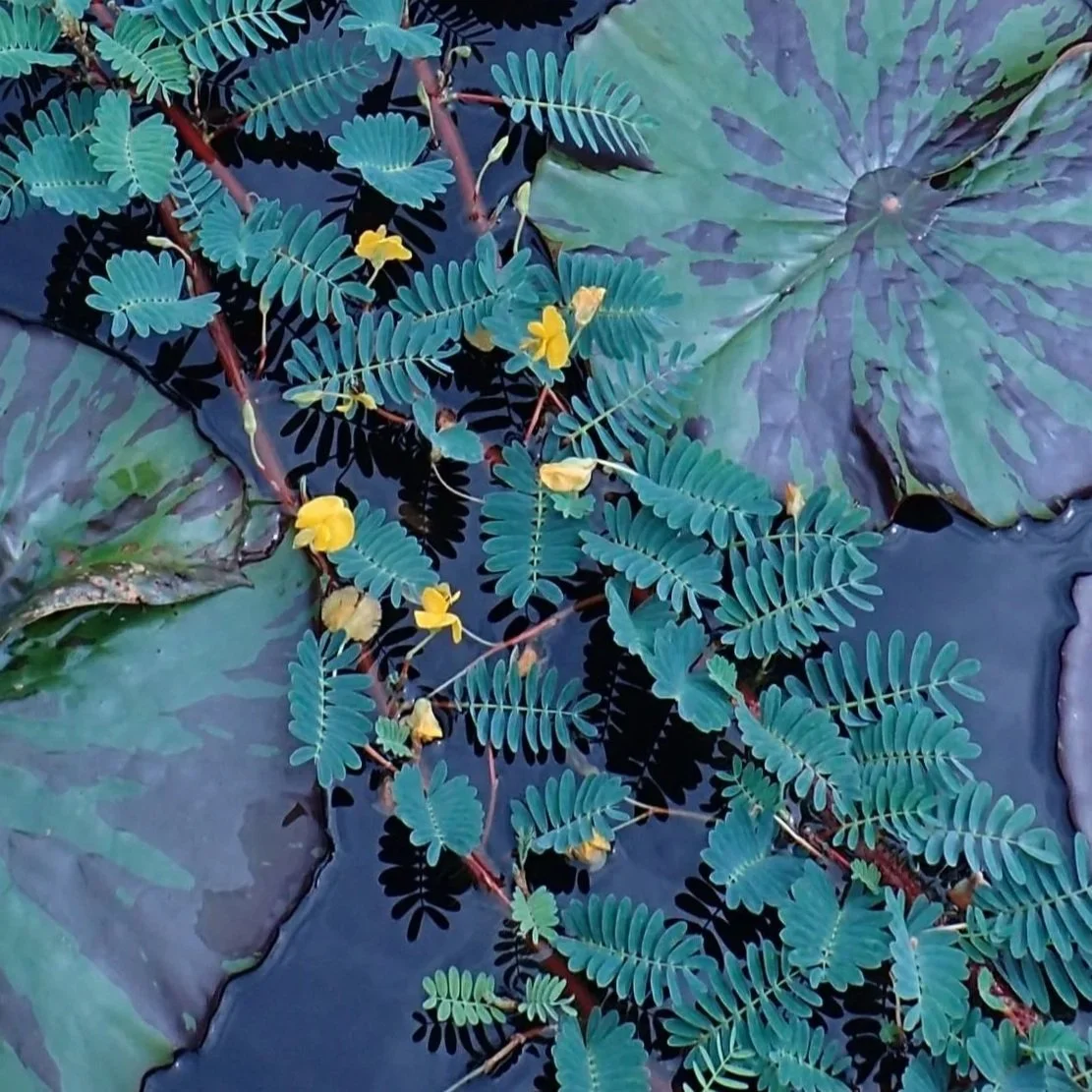 Water lilies and water fern leaves floating on a pond.