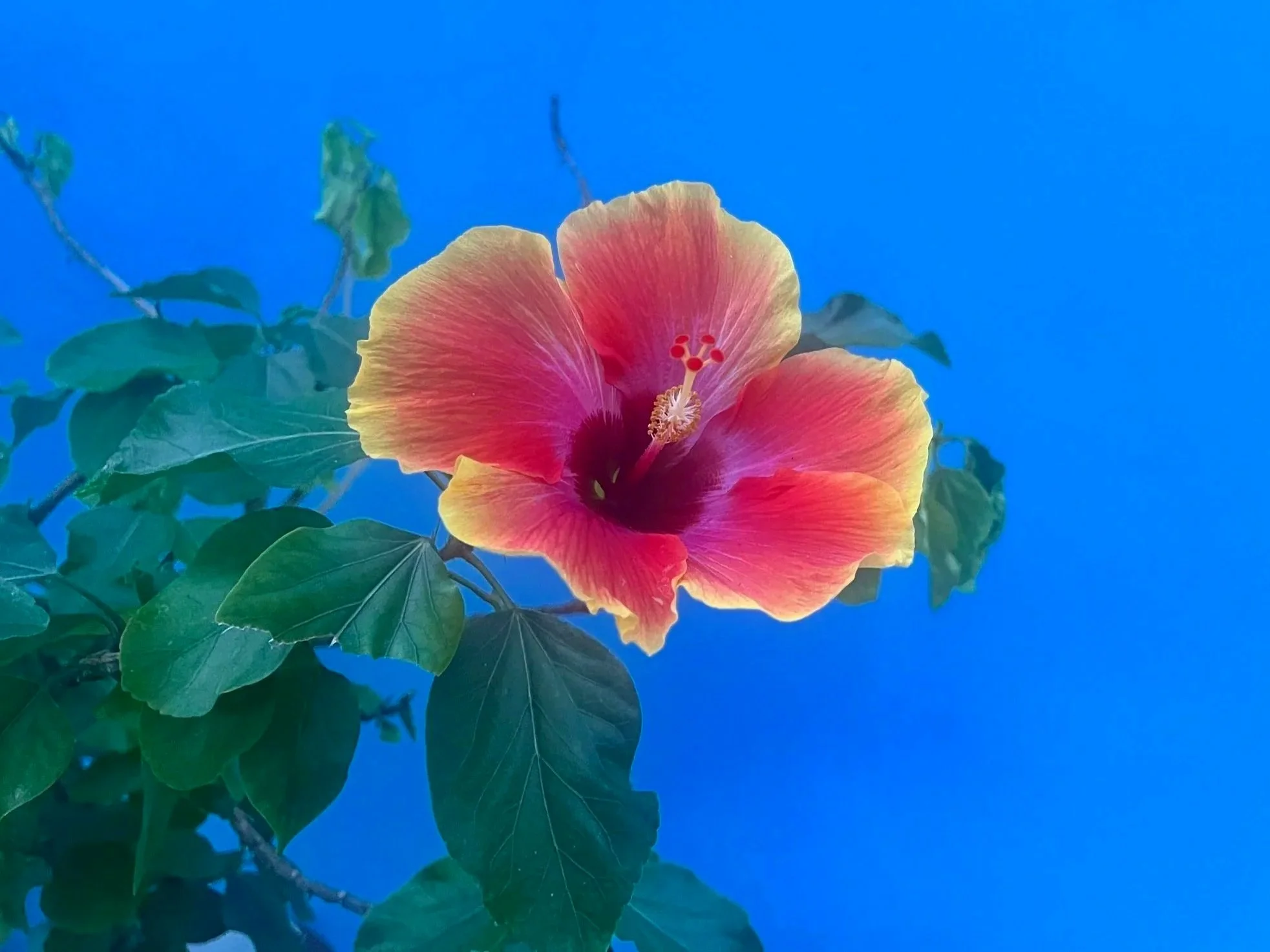Close-up of a vibrant pink and yellow hibiscus flower with green leaves against a bright blue sky.
