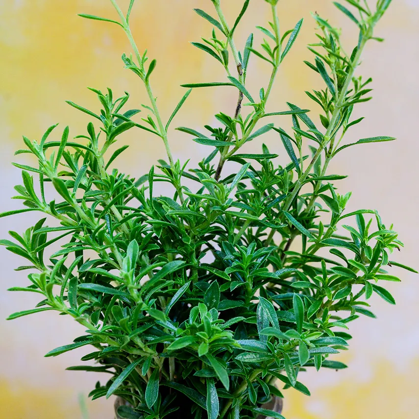 Winter Savory