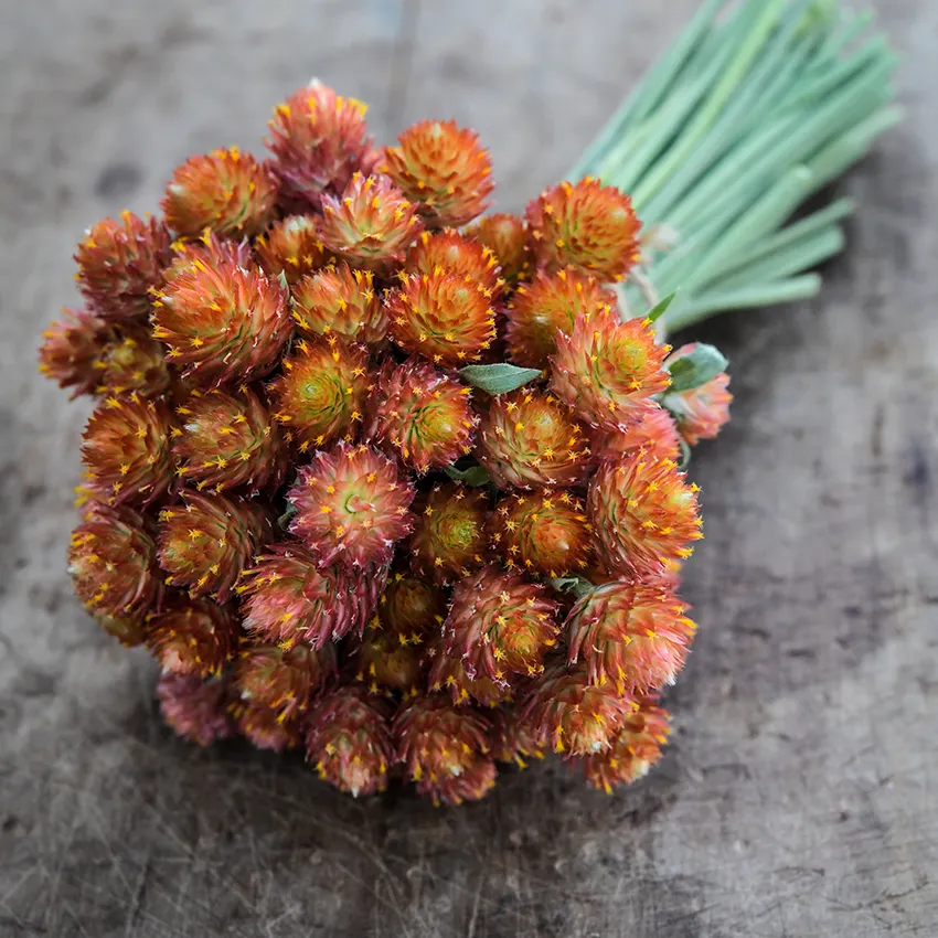 gomphrena_mandarin_orange_lss_dsc_8878_850x850.png