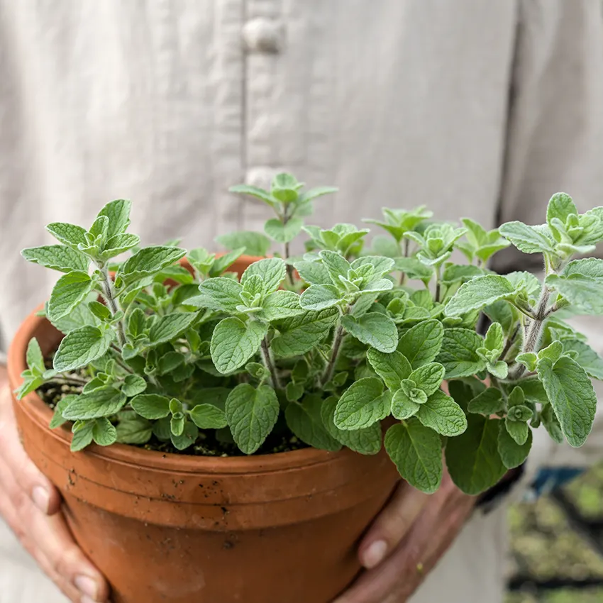 Oregano - Wild Za'atar