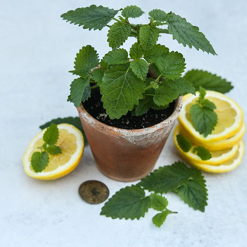 Lemon Balm