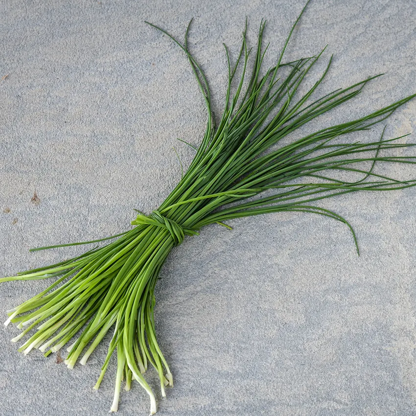 Chive