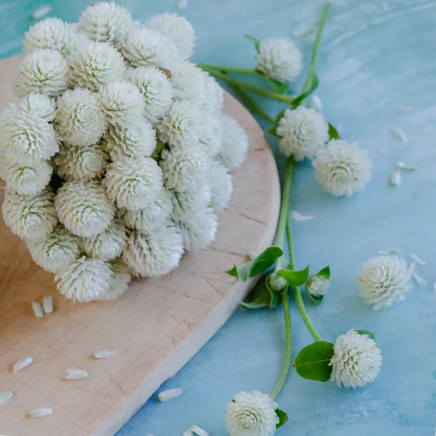gomphrena_snow_white_zs006_850x850_1.png