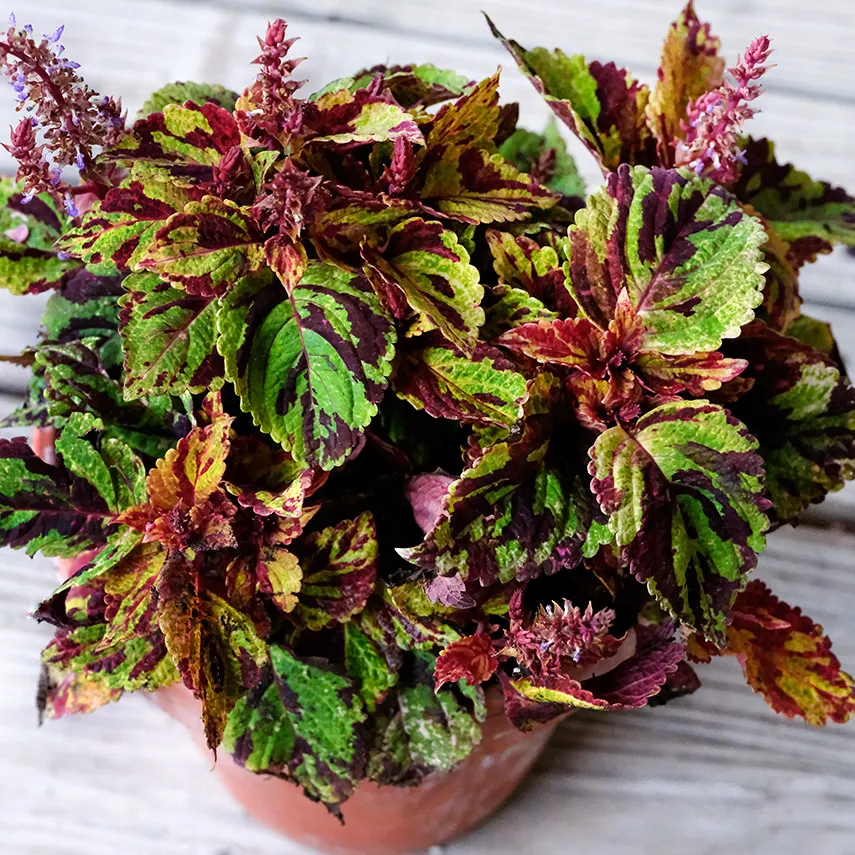 Coleus - Folia Picasso