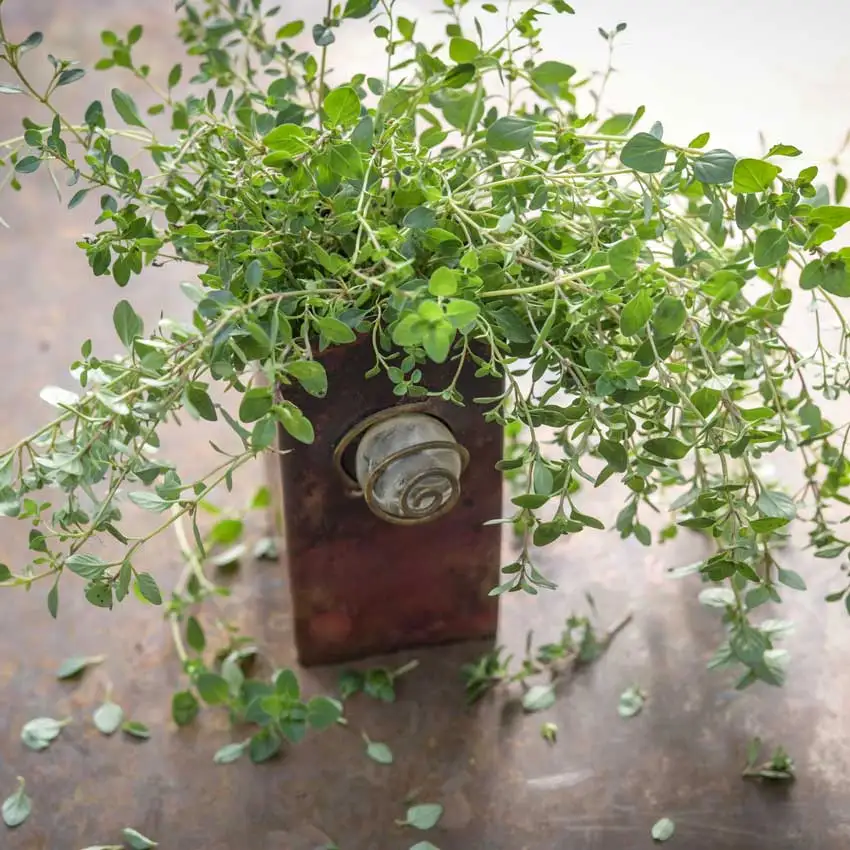 Thyme - Wild