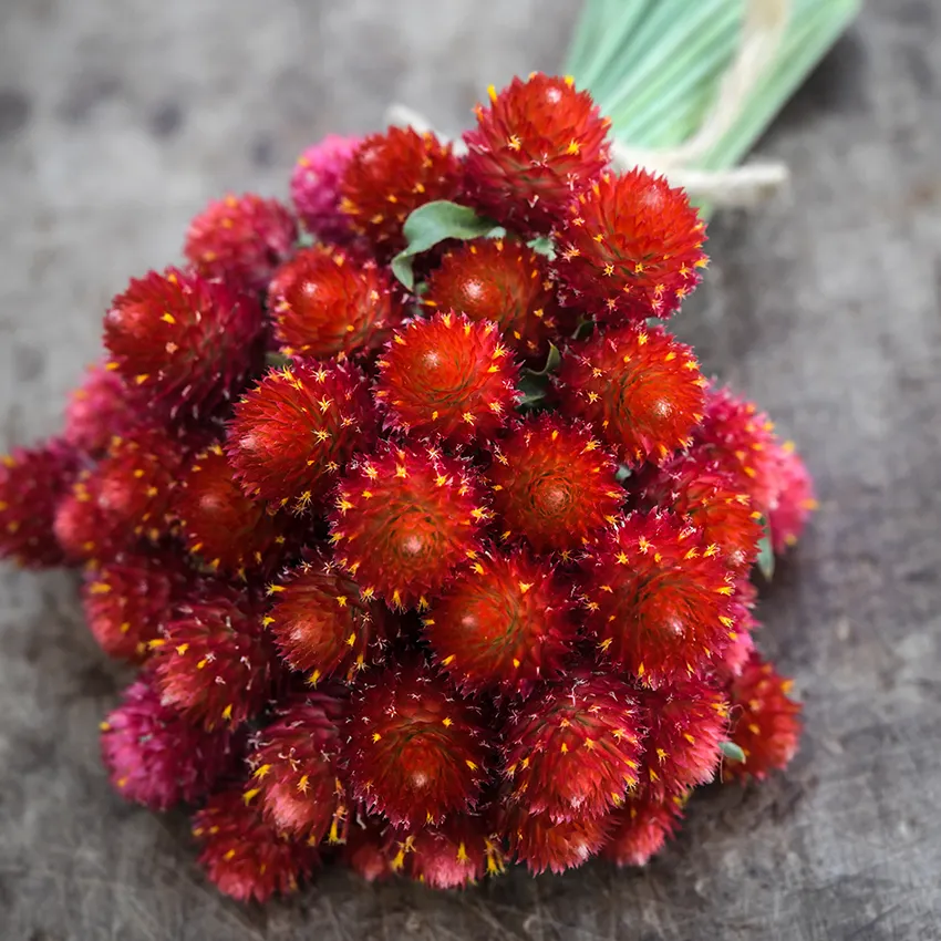 gomphrena_strawberry_fields_lss_dsc_8867_850x850.png