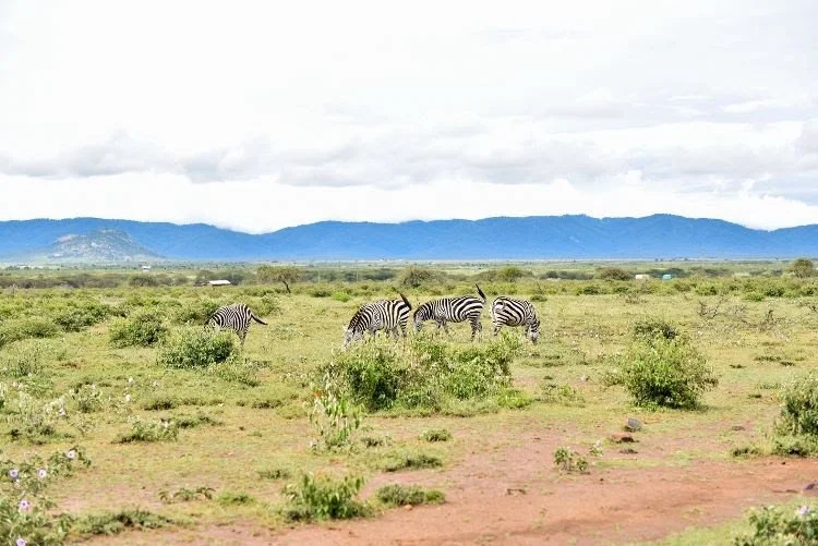 The Journey of a Huru Kit