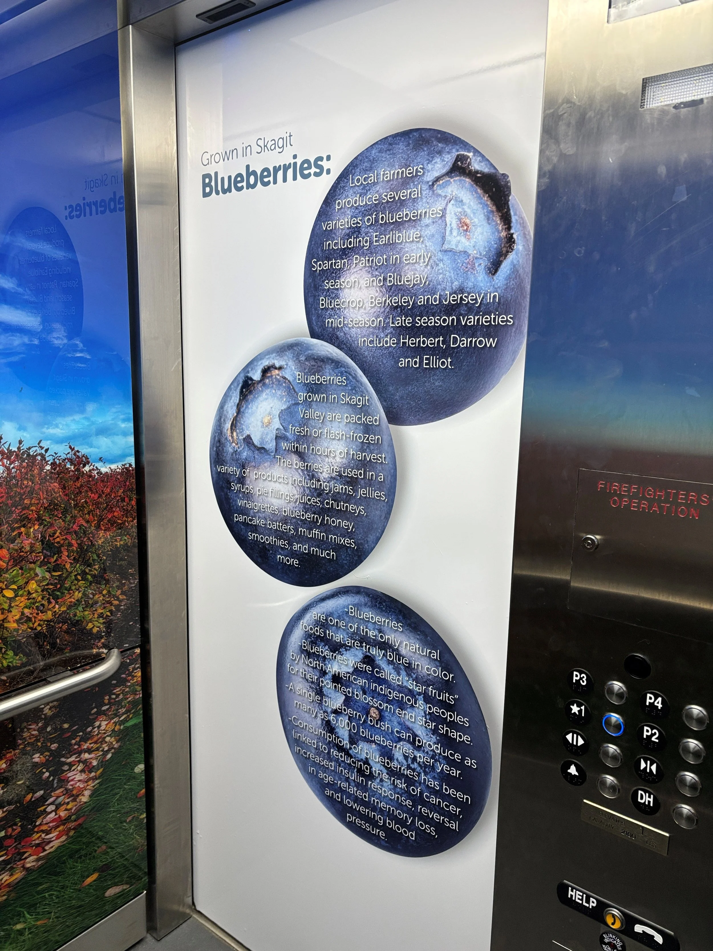 Blueberry Elevator Vinyl.jpg