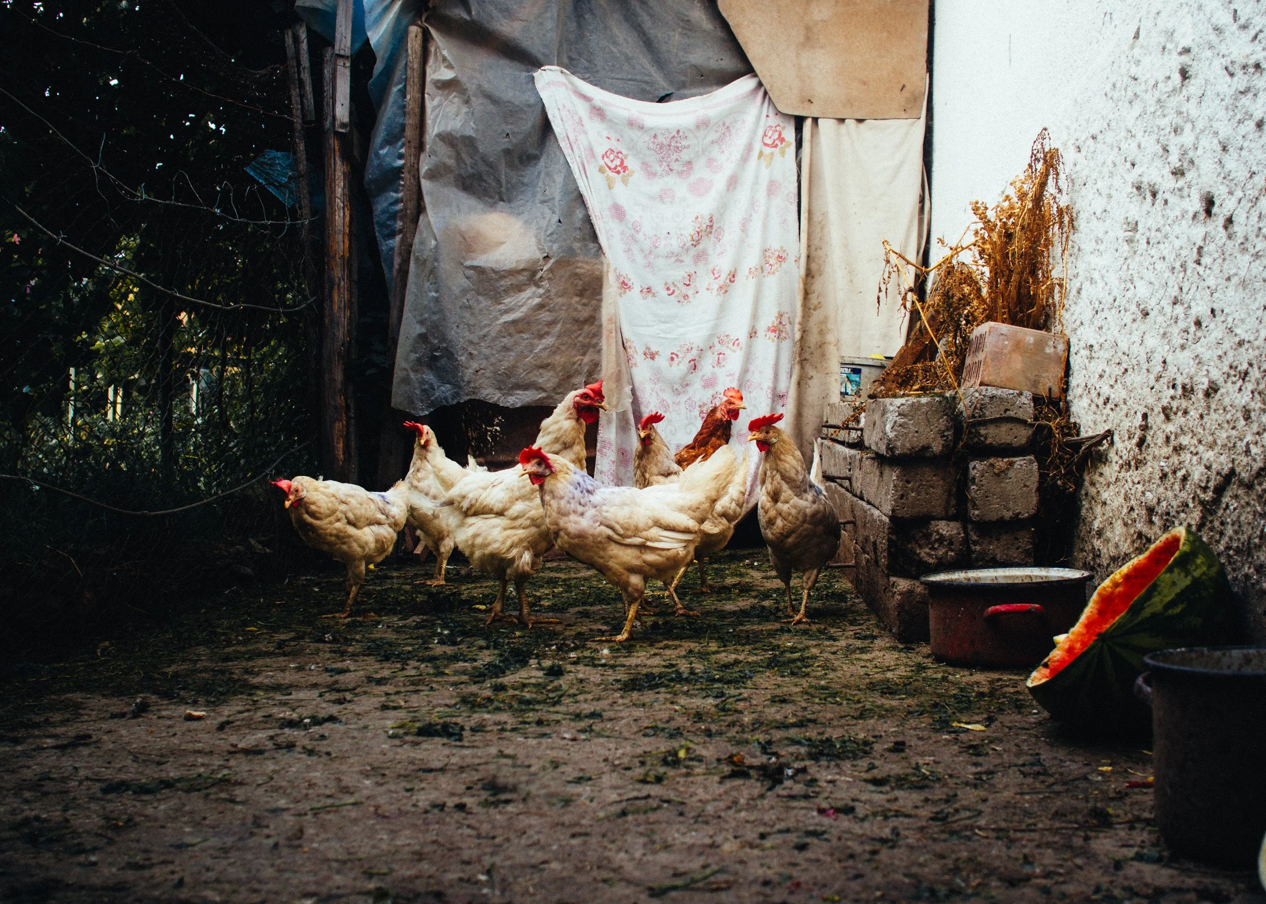 chickens-1.jpg