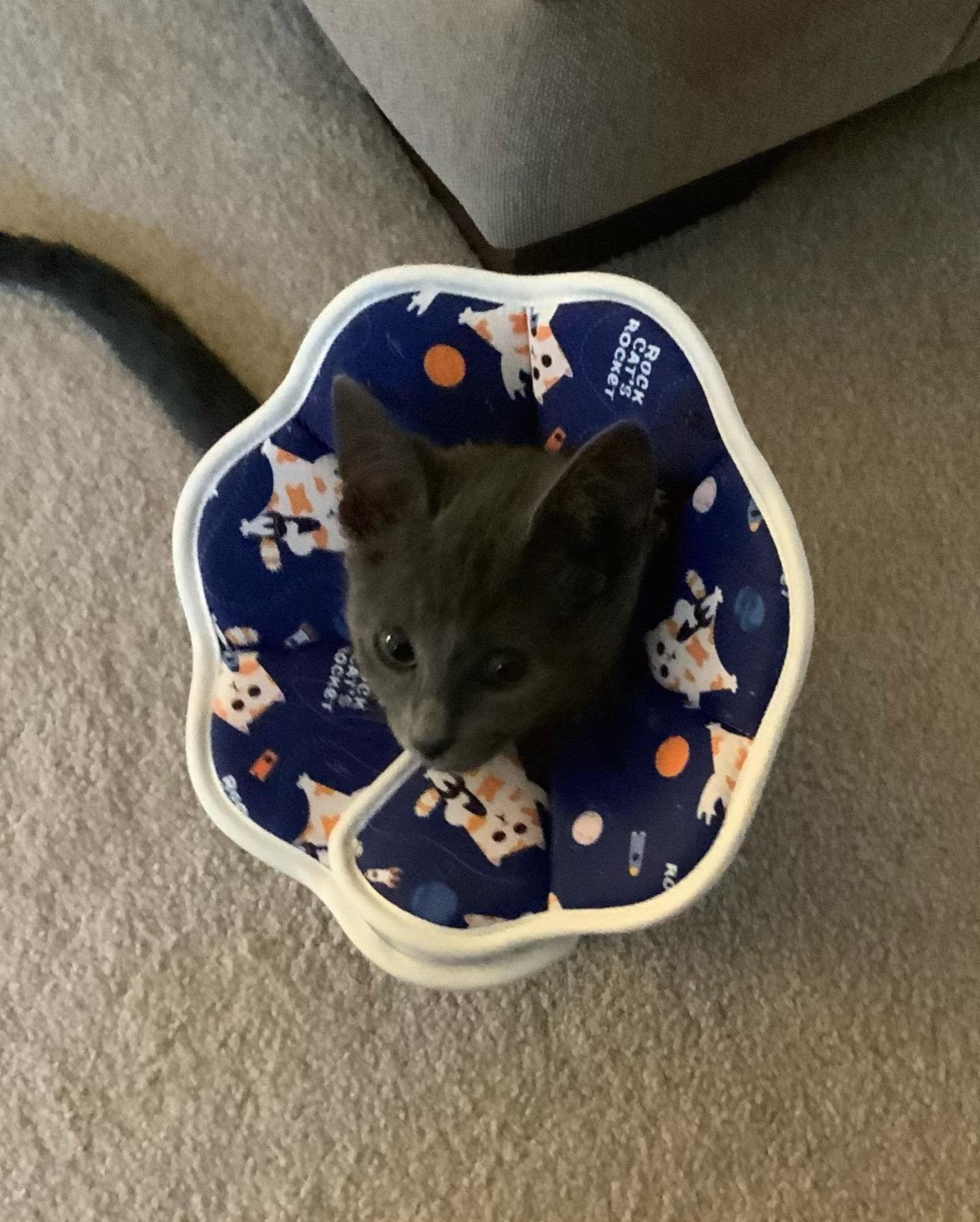 Meet Luna - short for Lunatic and goddess of the moon and new beginnings. 

I&rsquo;m so grateful to have this feisty little lovebug in my life 🥰🩶