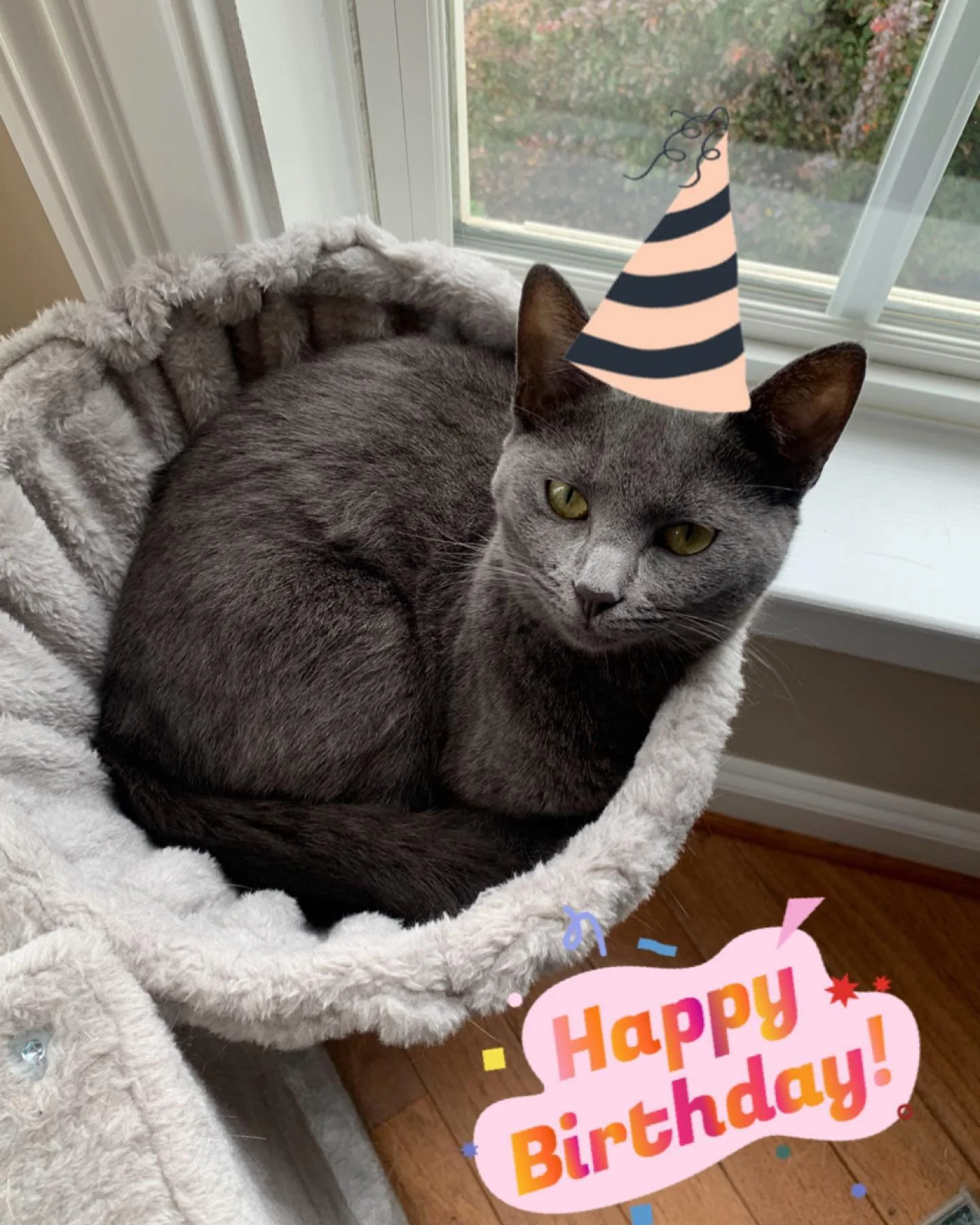 We celebrated Luna&rsquo;s 1st birthday yesterday - since she&rsquo;s a rescue we don&rsquo;t know her exact bday. She got hours of scritches, a nap with her favorite human, inhaled her yummy &ldquo;cake&rdquo; in record time 🐷 and is officially obs