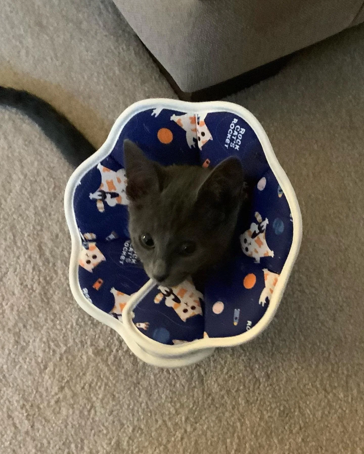Meet Luna - short for Lunatic and goddess of the moon and new beginnings. 

I&rsquo;m so grateful to have this feisty little lovebug in my life 🥰🩶