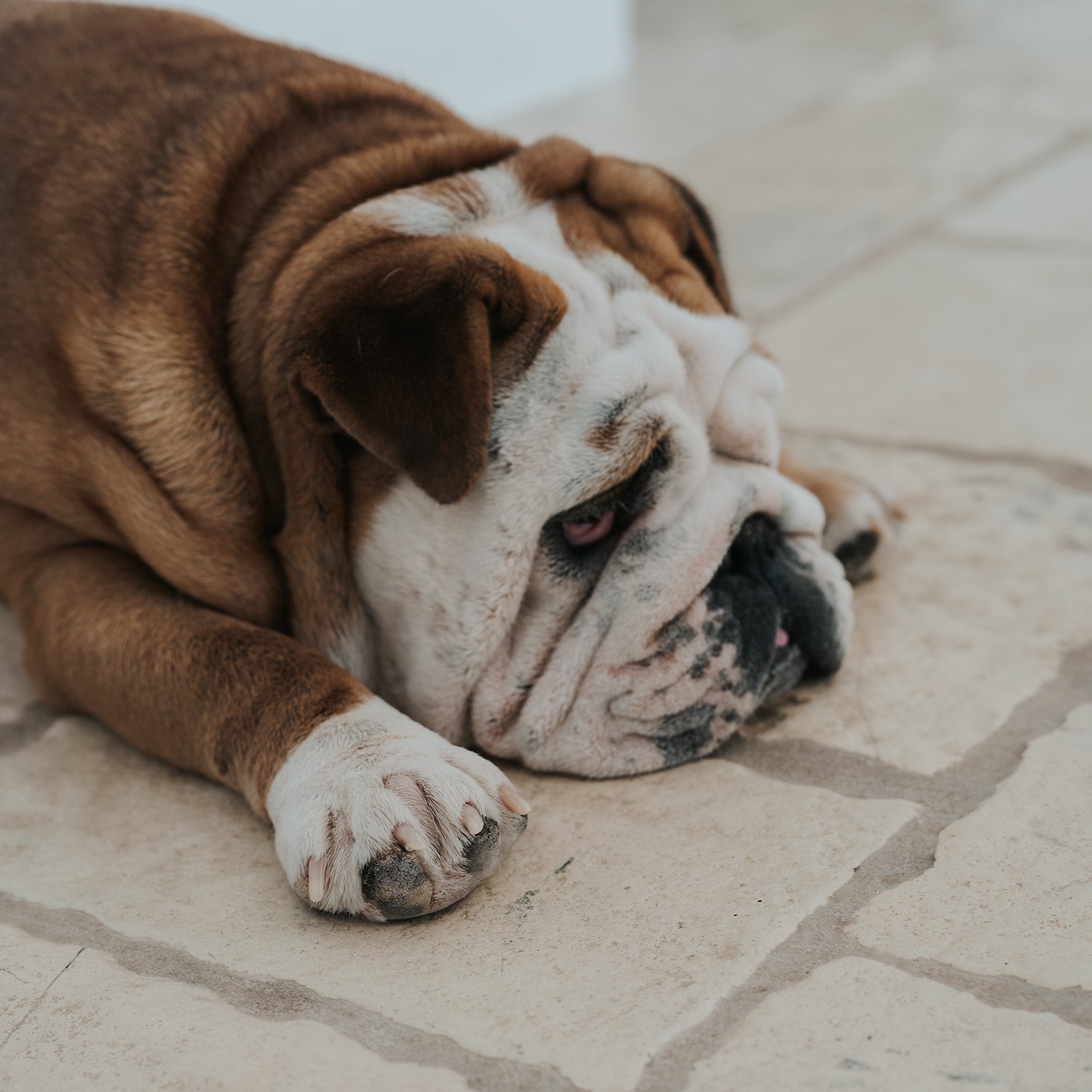 Bulldog lying on a tiled floor