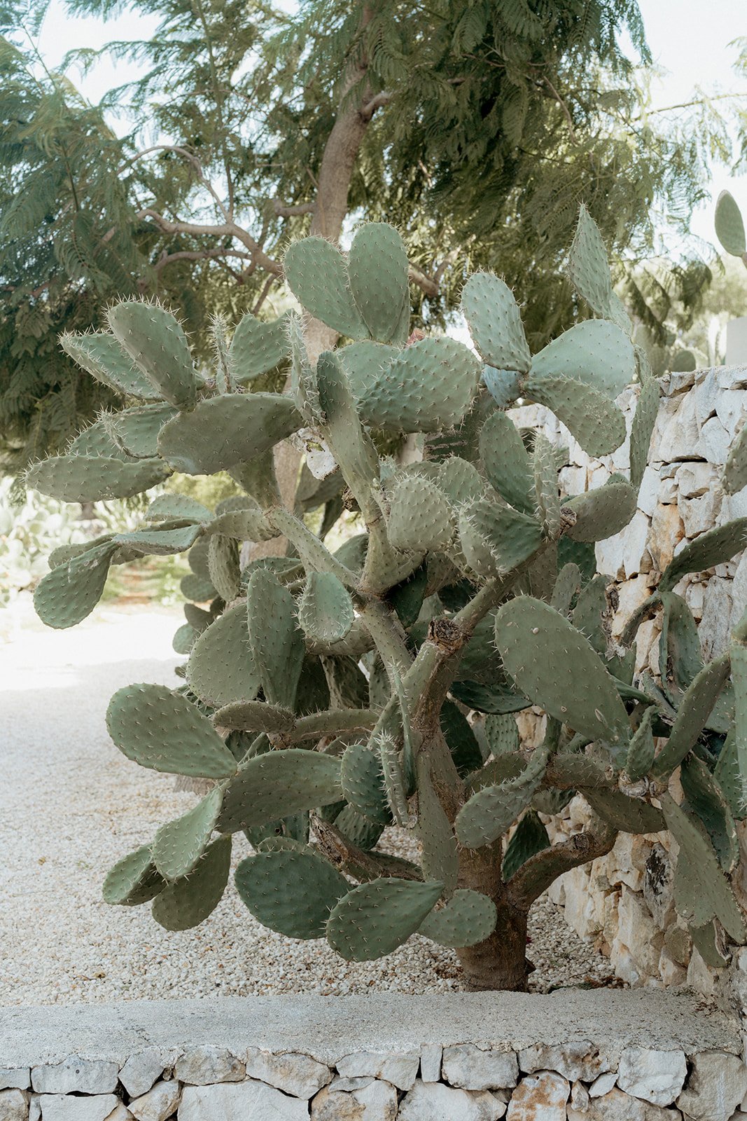 Prickly pear cactus growing against a stone wall, with trees in the background, in an outdoor garden setting.