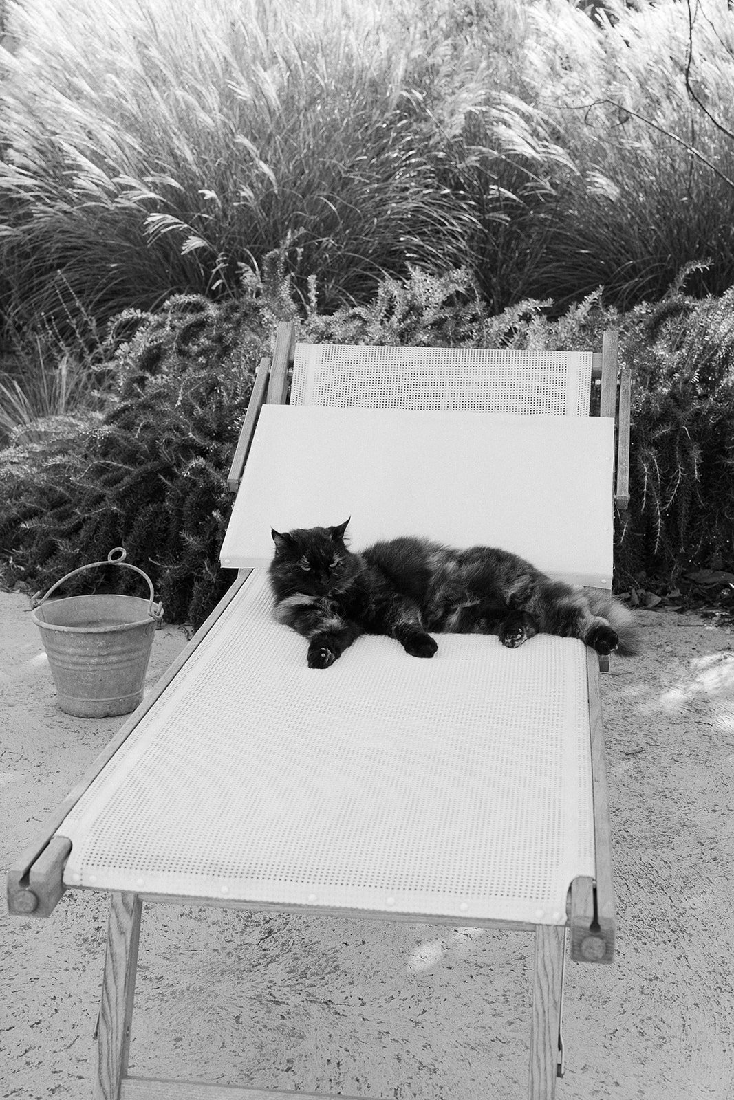 Black and white photo of a long-haired cat lounging on a deck chair next to a metal bucket, with tall grass in the background.