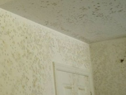 Cape Coral FL Mold Remediation and Repair