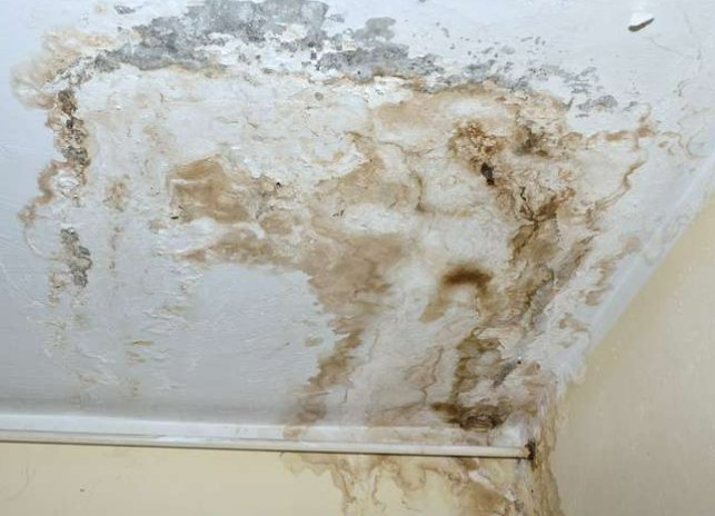 Boca Raton FL mold detection and remediation services