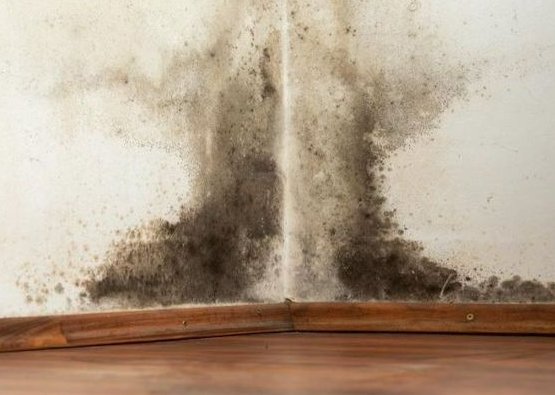 Orlando FL mold detection and remediation services