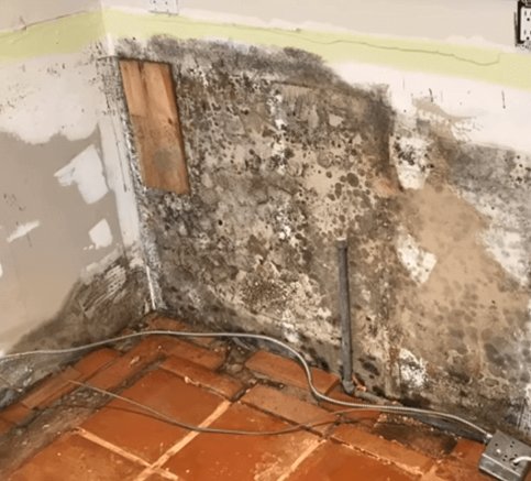 Vero Beach FL mold detection and remediation services